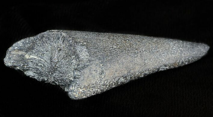 Fossil Marlin (Swordfish) Lower Rostrum - Miocene #45867